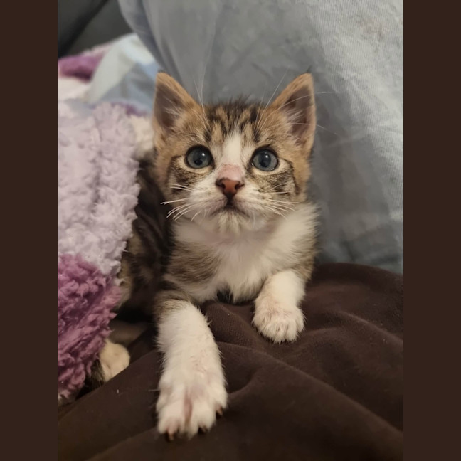 Photo of Taffy   On Display At Vets On Parker 