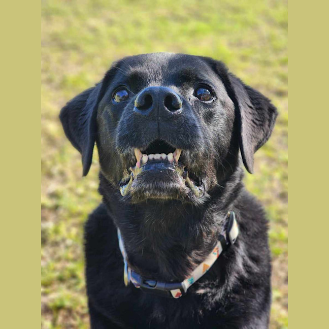 Photo of 🧀 Hugo 6240 🧀