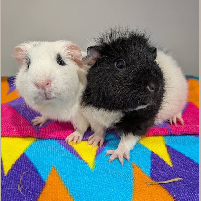 Photo of Snowflake & Oreo