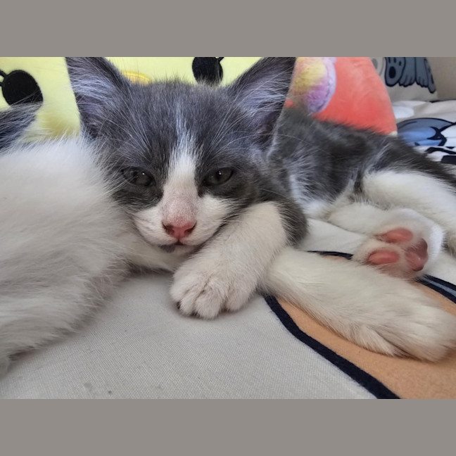 Photo of Penny Meet Me@Petstock Hastings Store