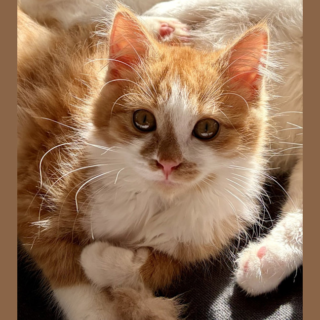 Photo of Bella