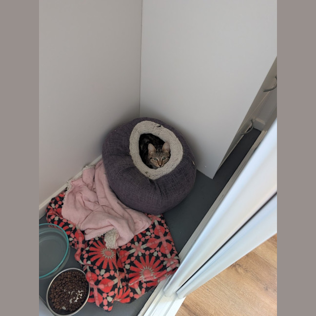 Photo of Cookie