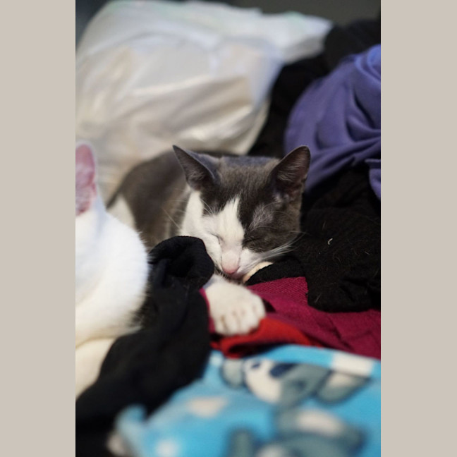 Photo of Xena