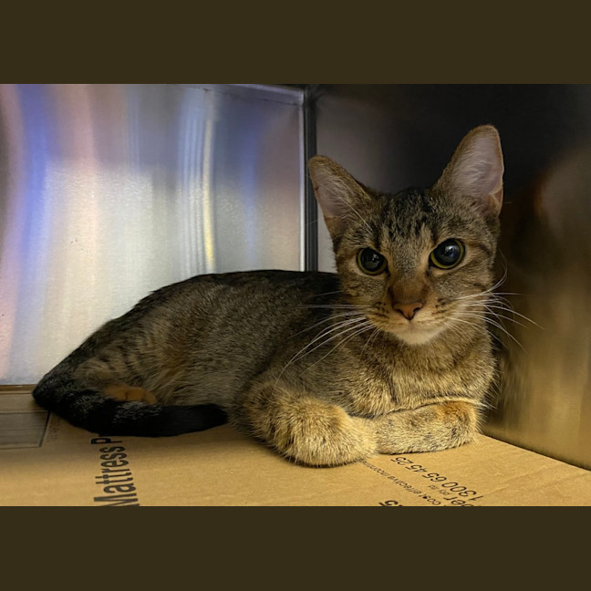 Photo of Juno