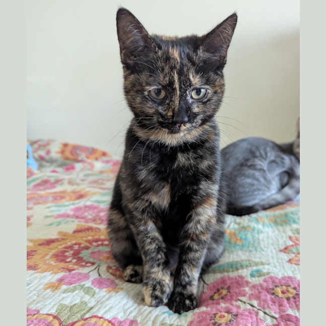 Photo of Nyx