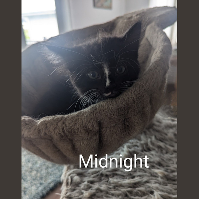 Photo of Midnight