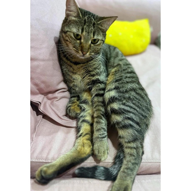 Photo of 11171   Lilly