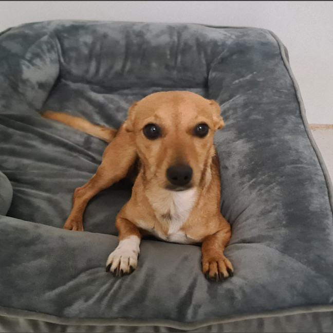 Photo of Bella