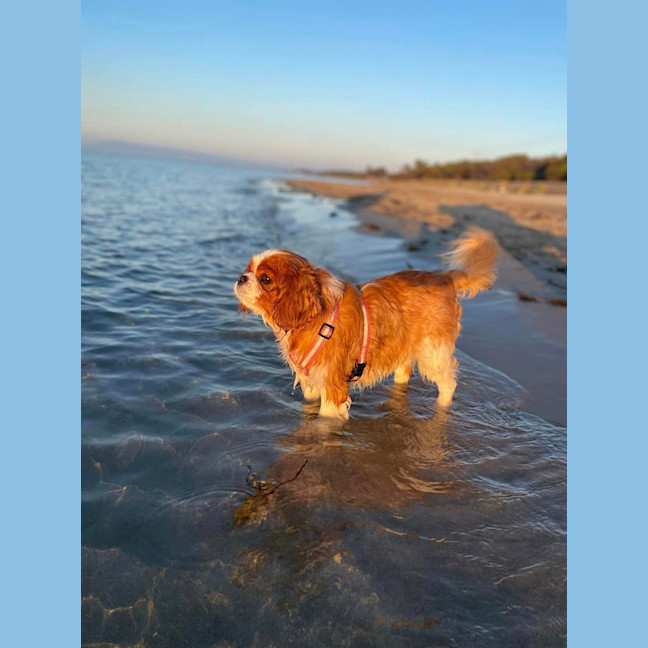 Photo of Coco