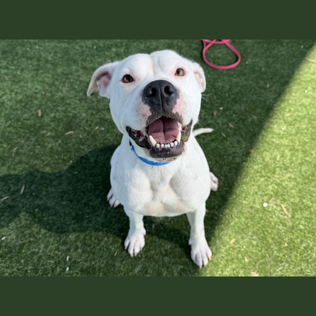 Photo of Ponyo Imp 3163