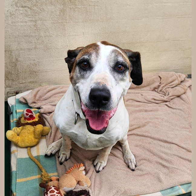 Photo of Milly (43683)