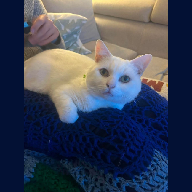 Photo of Mochi