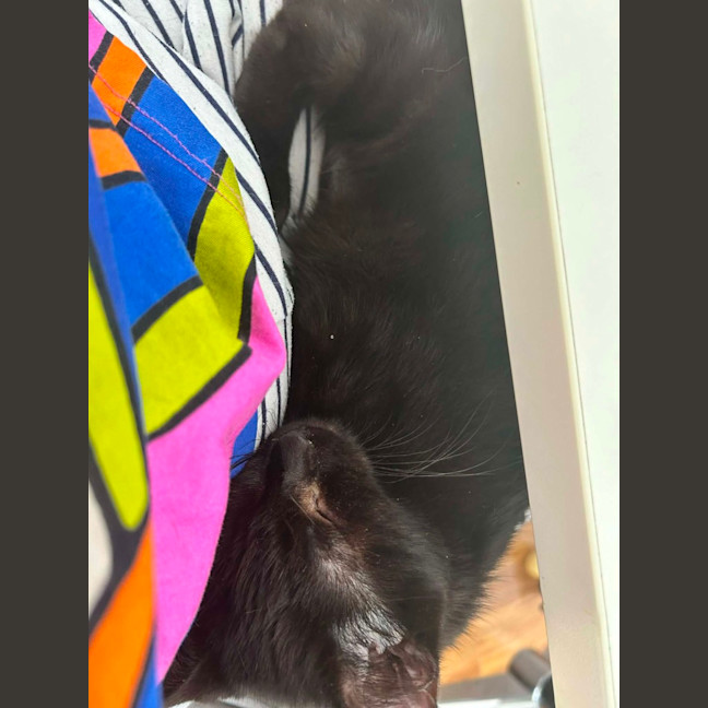 Photo of Ginnette *9 Lives Project Rescue*