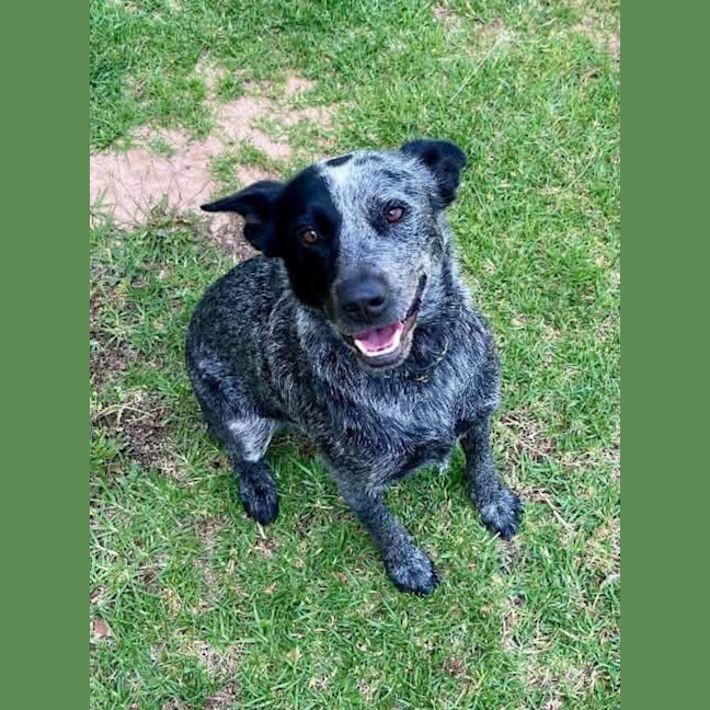 Photo of Bluey