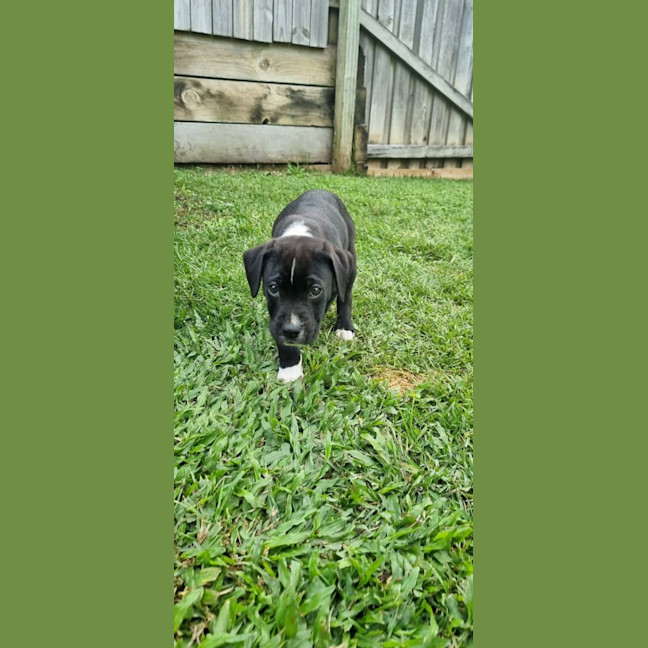 Photo of Liquorice