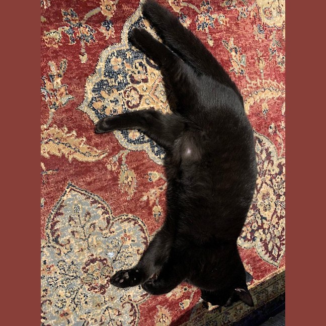 Photo of Rosie