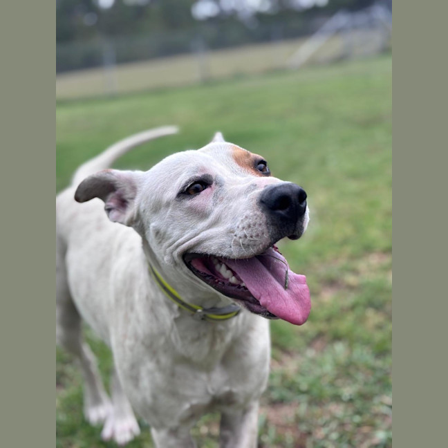 Photo of Pirate
