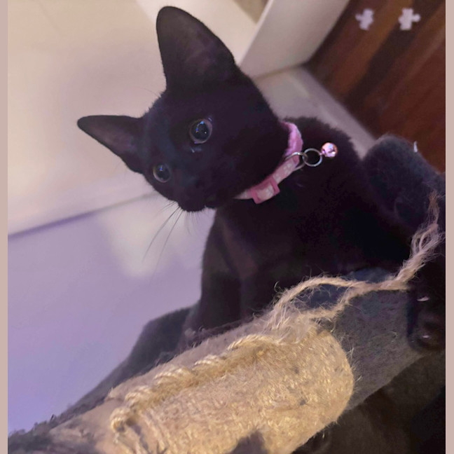 Photo of Whiskers K31