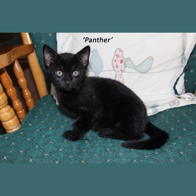 Photo of Panther   Petstock
