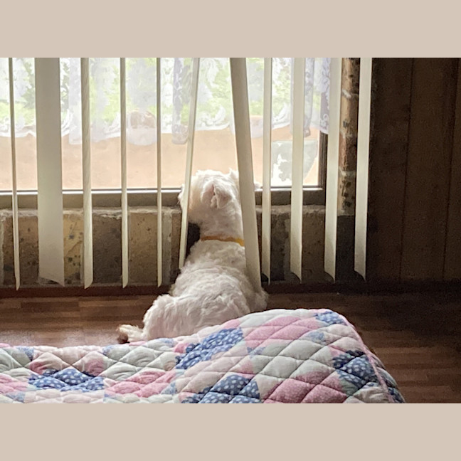 Photo of Pirate 🏴Shih Tzu, 9yo (Adopted 5/8/24)