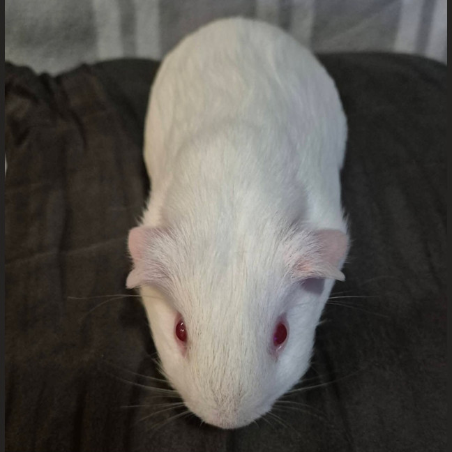 Photo of Cotton