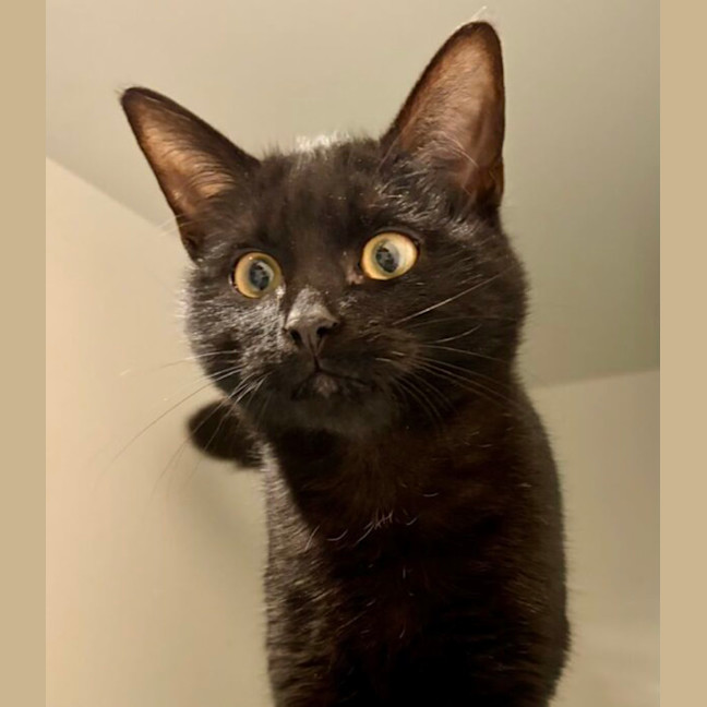 Photo of Heathcliff
