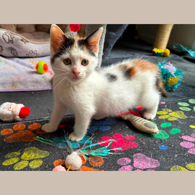 Photo of Tihany ** 2nd Chance Cat Rescue **