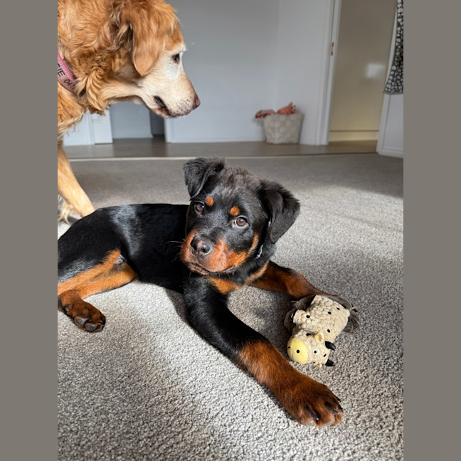 Photo of Enzo (Was Baloo)