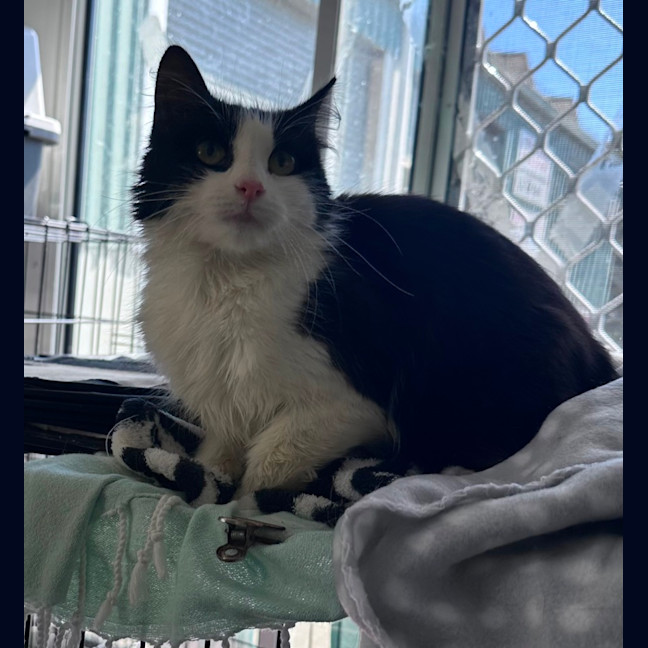 Photo of Bobbit