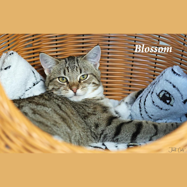 Photo of Blossom