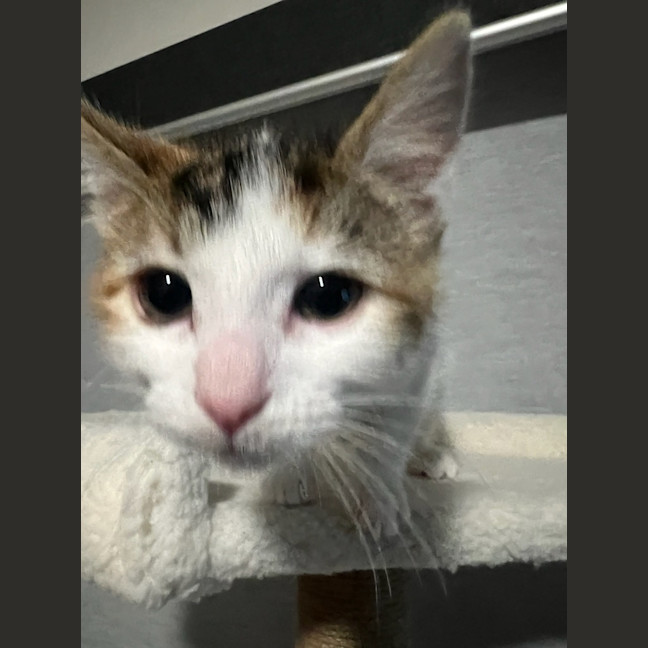 Photo of Stella
