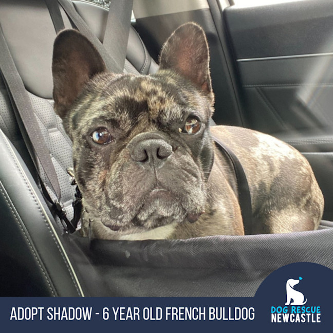 Photo of Shadow   6 Year Old French Bulldog