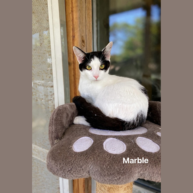 Photo of Marble