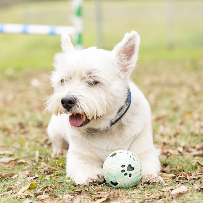 Photo of Scottie