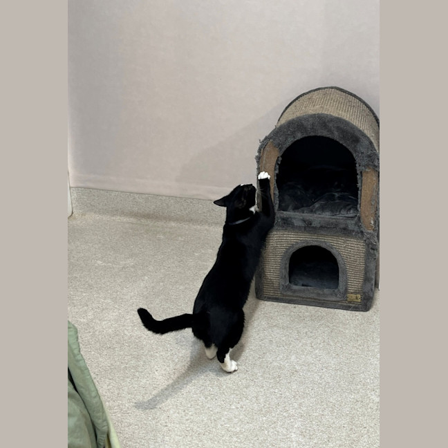 Photo of Charlie (9121)