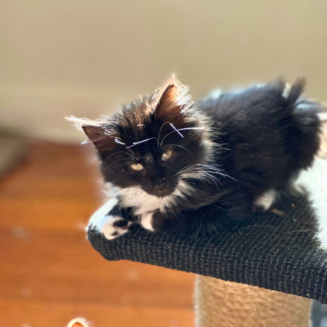 Photo of Suzi Fourarms