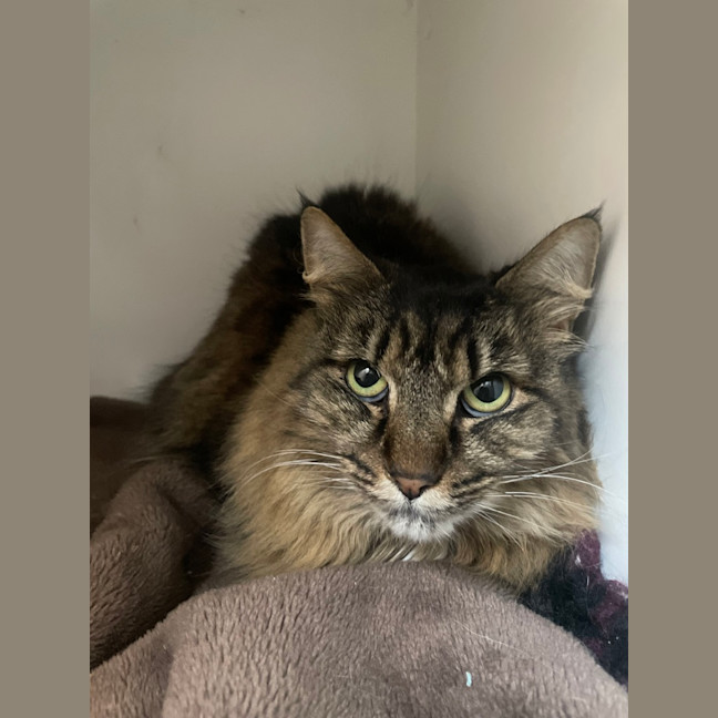 Photo of Cleo (Bonded To Bella)