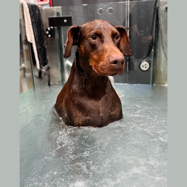 Photo of Rusty ** A Good Boy **