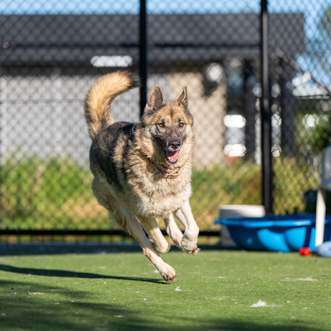 Photo of Mooney Imp 2584