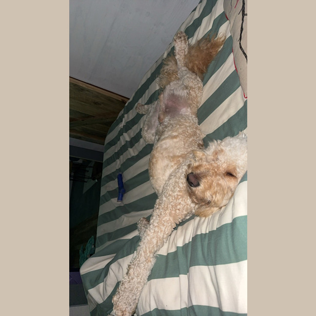 Photo of Chewy Clausen 