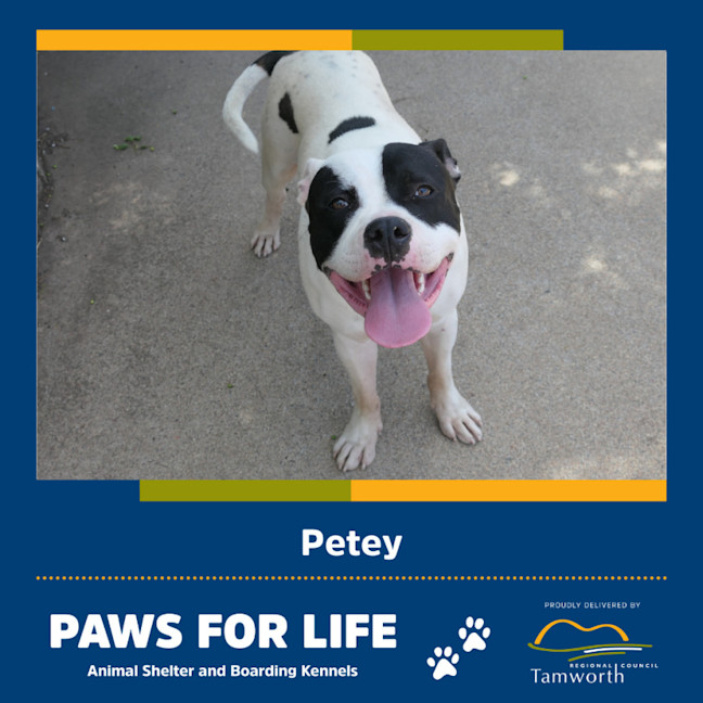 Photo of Petey