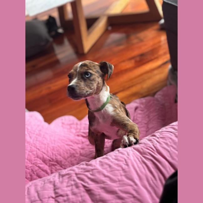 Photo of Bindi