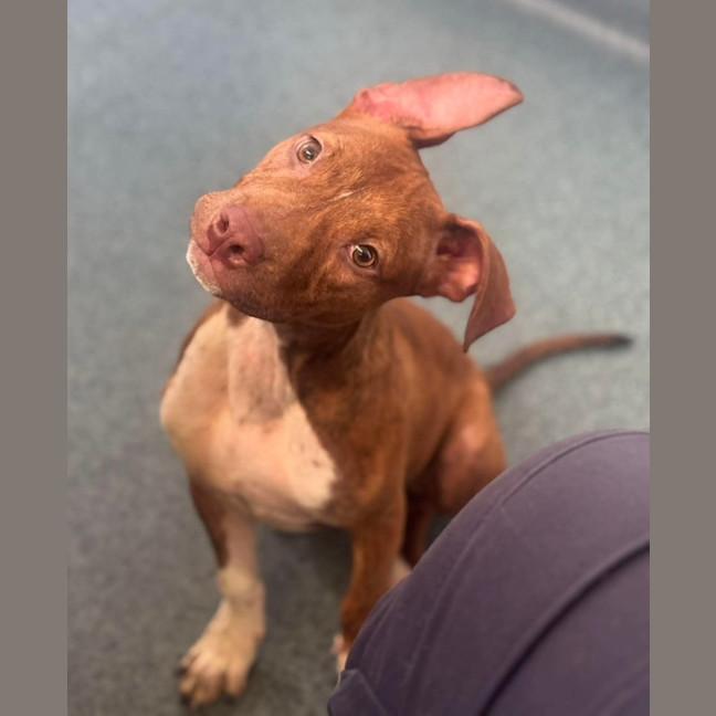 Photo of Sassy   4 Month Old American Staffy X