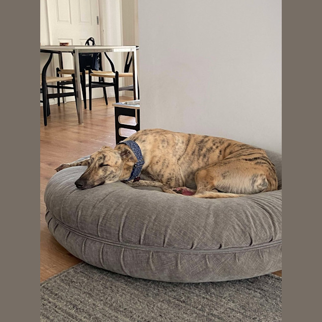 Photo of Bear, The Greyhound