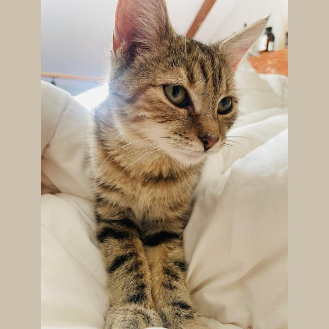 Photo of Chloe   Located In Wallan