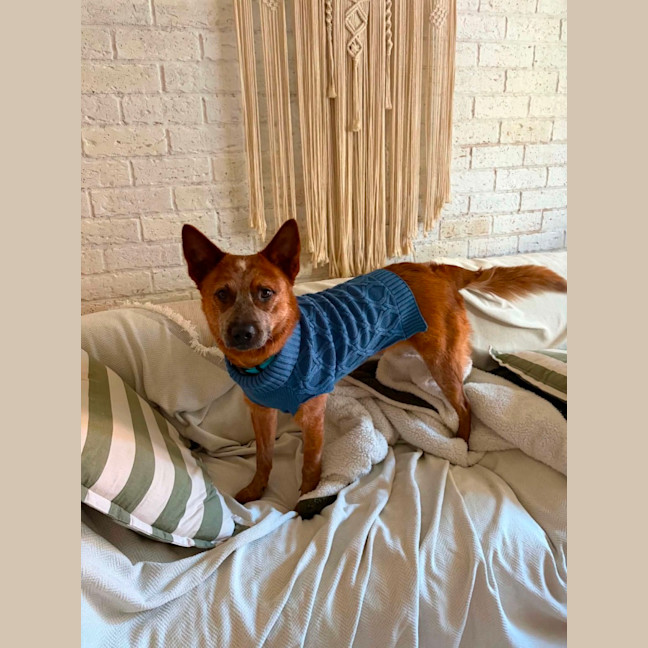 Photo of Bandit   10 Month Old Cattle Dog