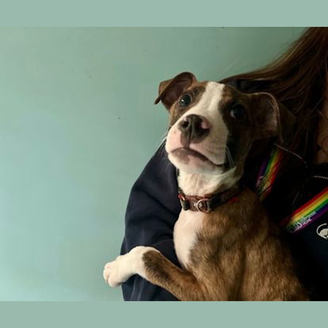 Photo of Lucky