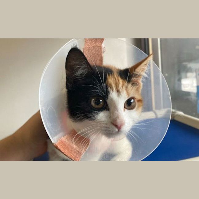 Photo of Cinnamon