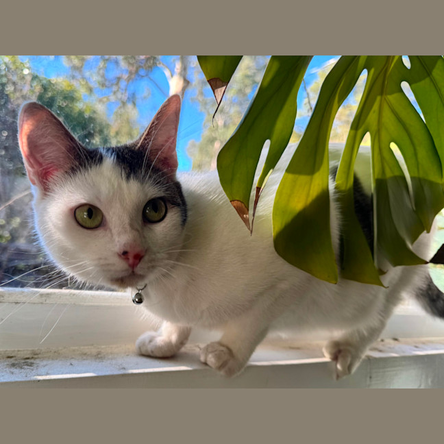 Photo of Junipurr