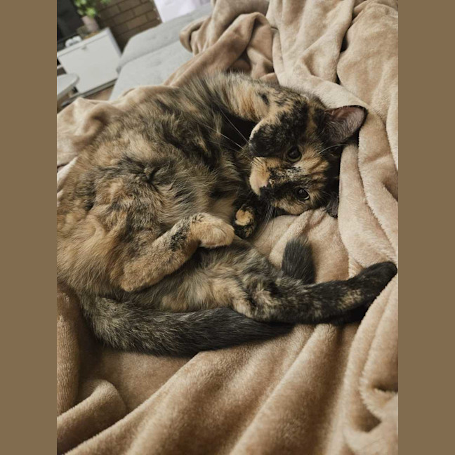 Photo of Chia ( Chi Chi ) 